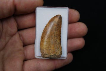 Dinosaurus - Fossiele tand - Carcharodontosaurus Saharicus
