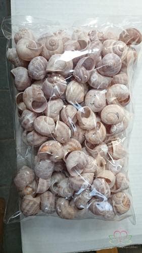 Landsnail small geverfde schelpen frosted white wash 250, Ophalen of Verzenden, Nieuw