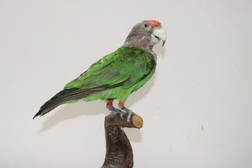 papegaaibruin Taxidermie volledige montage - Brown headed, Nieuw