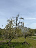 Volwassen Comtesse de Paris Bomen ca. 25 jaar oud, 250 tot 400 cm