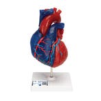 Anatomie model hart, didactisch gekleurd, 5-delig, Nieuw