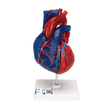 Anatomie model hart, didactisch gekleurd, 5-delig, Nieuw