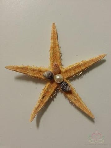 Zeesterren 2-3 inch 50 stuks, Hobby en Vrije tijd, Ophalen of Verzenden, Nieuw