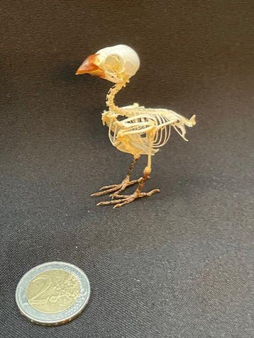 Javan Munia - Taxidermie volledige montage - Lonchura