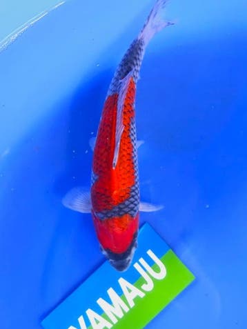 HQ Goshiki van  Yamaju  37cm (Japanse Koi), Karper of Koi