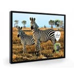 Zebras plectrumdisplay, Verzamelen, Ophalen of Verzenden, Nieuw, Wild dier, Overige typen