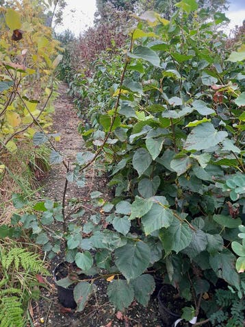 bosplantsoen in pot  Linde Tilia cordata / platyphyllos, Tuin en Terras, Planten | Bomen, Overige soorten, 100 tot 250 cm, Zomer