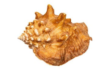 West-Indische vechtconch Taxidermie wandmontage - Strombus, Verzamelen, Nieuw