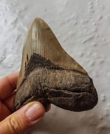 Megalodon - Fossiele tand - 12.6 cm - 10.1 cm, Verzamelen