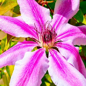 Clematis Girenas container (C2) Sierplanten, Paars, Verzenden, Klimplanten