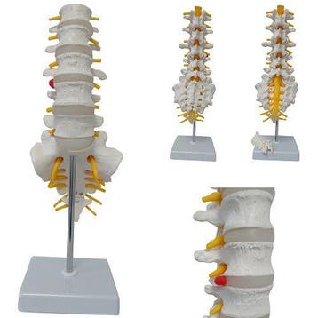 Cranstein Scientific Anatomie model lumbale wervelkolom...., Nieuw