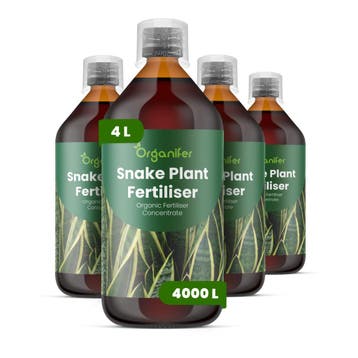 Vloeibare meststof voor sansevieria - 4x1 liter, Verzenden, Mest