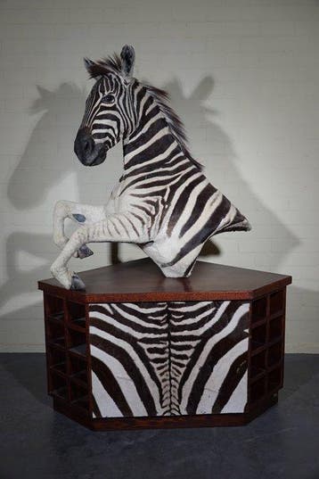 Zebra Head Taxidermie wandmontage - Equus quagga - 192 cm -, Nieuw