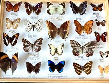 Collectie van 21 onvervangbare Nymphalidae uit 5 continenten, Nieuw