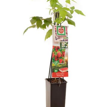 Framboos Himbo Top container (P11) Rood, Verzenden