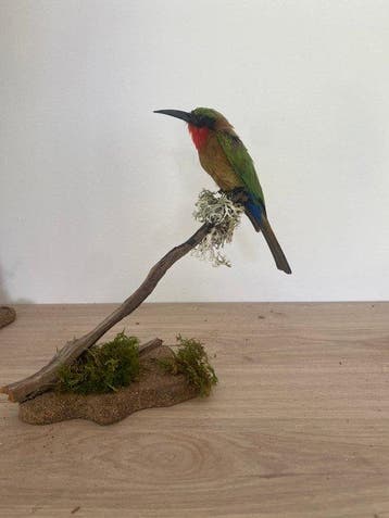 Bijeneter Taxidermie volledige montage - Merops bulocki - 23, Nieuw
