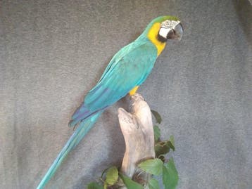 Blauwe en gele ara Taxidermie volledige montage - Ara, Nieuw