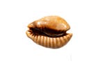 muizencowrie Skelet - Cypraea mus - 0 cm - 0 cm - 43 mm-, Nieuw