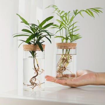 Glazen Hydroponics Vaas - Plantenstekken Station & Decoratie, Verzenden, Nieuw in verpakking