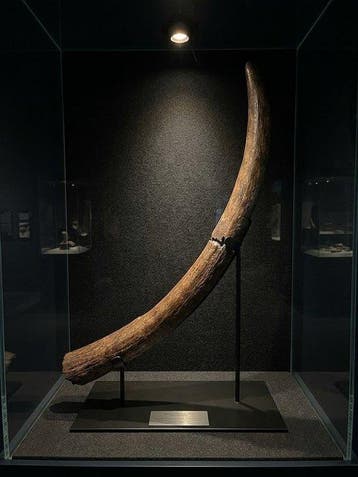 Zoogdier - Gefossiliseerde slagtand - Stegodon, Verzamelen