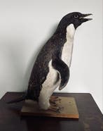 adélie penguin Taxidermie volledige montage - Pygoscelis, Nieuw