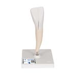 Anatomie model onderste snijtand, 2-delig, 29 cm, Sport en Fitness, Massageproducten, Nieuw