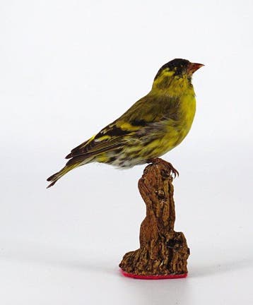 Lucherino Taxidermie volledige montage - Spinus spinus (with, Nieuw