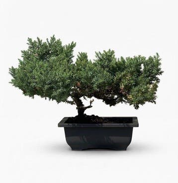 Jeneverbes bonsai (Juniperus) - Hoogte (boom): 18 cm -