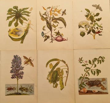 Maria Sibylla Merian (1647–1717) - Lot of 6 plates da