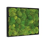 Vintlux Mosschilderij Bolmos 40x60 cm Zwart, Nieuw