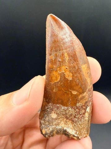 Dinosaurus - Fossiele tand - carcharodontosaurus saharicus -, Verzamelen, Mineralen en Fossielen