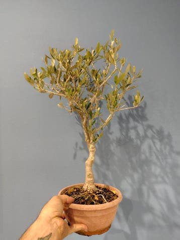 Olijf bonsai (Olea europaea) - Hoogte (boom): 38 cm - Diepte