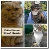 Kattenpension, Pension of Dagopvang