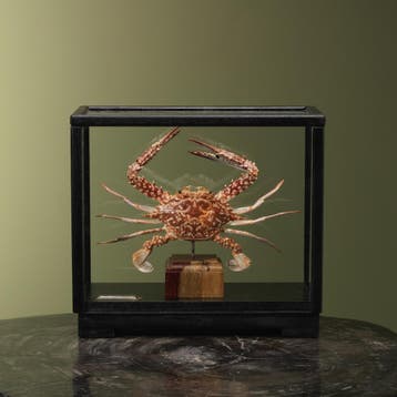 Blauwe Zwemkrab in Vitrine, Verzamelen, Ophalen of Verzenden, Nieuw, Wild dier, Opgezet dier