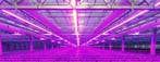 50 meter /  550W LED power groeistrip assimilatie en stu..., Nieuw