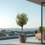 Green Bubble - OELORC50IR Olive tree Olea Lorc - 210 cm, Ophalen of Verzenden