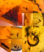 Insekt - Barnsteen - Burmit 10 Stück 8.62 gramm 3.20 x 1.70