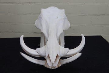 African Warthog Schedel - Phacochoerus africanus - 0 cm -