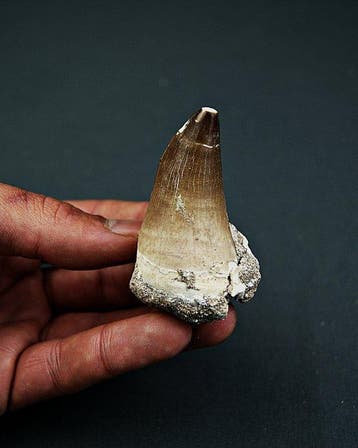 Mosasaurus hoffmanni - Fossiele tand - XXL Mosasaurus, Verzamelen, Mineralen en Fossielen