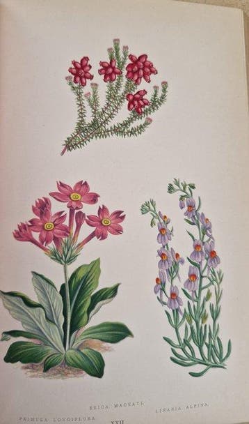 B. Verlot - Les Plantes Alpines - 1873