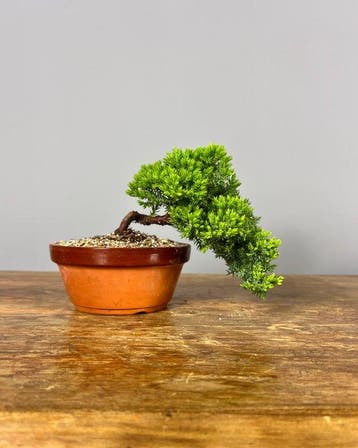 Jeneverbes bonsai (Juniperus) - Hoogte (boom): 16 cm -