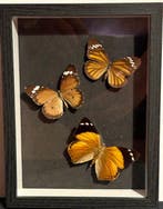No reserve- Lijst met 3 Tropische Vlinders - 2 x Danaus