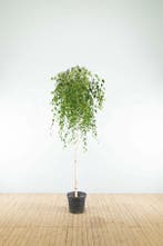 Betula pendula Youngii treurvorm 10/12