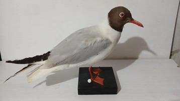 Gewone meeuw Taxidermie volledige montage - Chroicocephalus, Nieuw