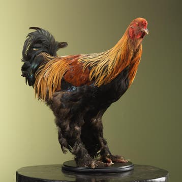 Brahma Kip Taxidermie Opgezette Dieren By Max, Ophalen of Verzenden, Nieuw, Vogel, Opgezet dier