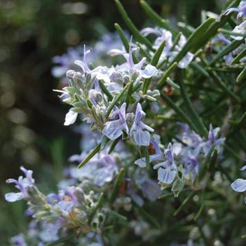 Aromatherapie gelpotten - Aromas Naturales verkrijgbaar in, Verzenden, Nieuw