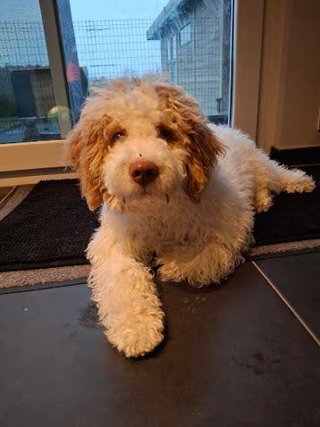 Italiaanse Waterhond- Lagotto Romagnolo - vs Labradoodle, België, Overige rassen, 8 tot 15 weken, Parvo