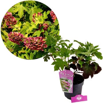 Hydrangea quercifolia Ruby Slippers + pot 19cm, Verzenden