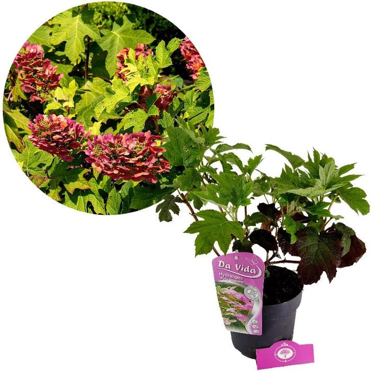 Hydrangea quercifolia Ruby Slippers + pot 19cm, Tuin en Terras, Planten | Tuinplanten, Verzenden