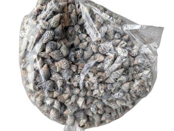Nassa Pussata schelpen 1 kilo, Ophalen of Verzenden, Nieuw